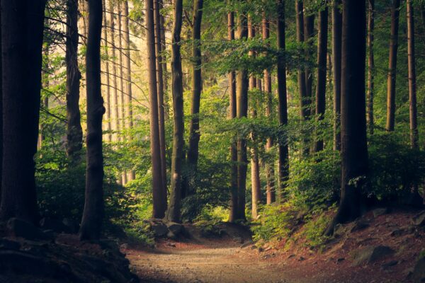 Pathway in a forest lined with trees and vegetation